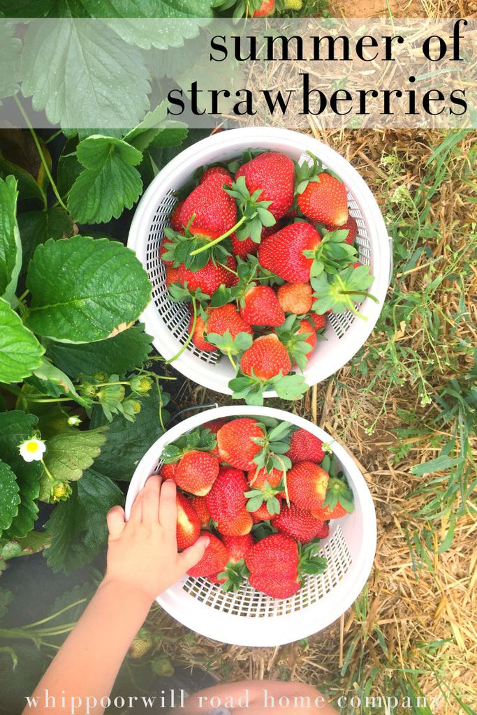 Summer of Strawberries