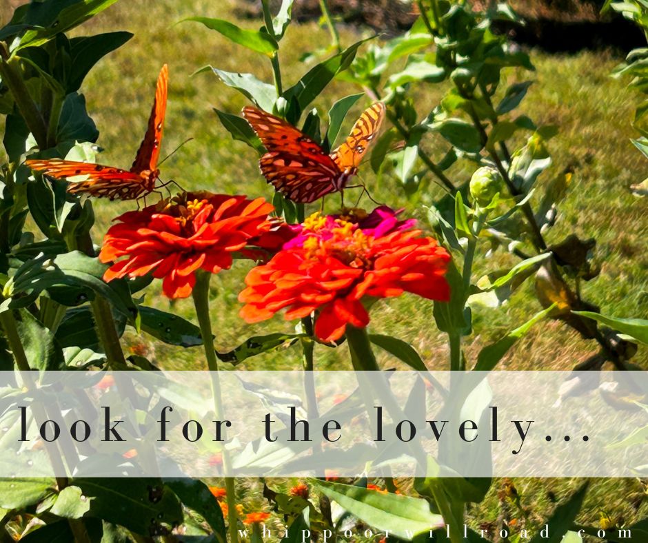 Weekend Reading: Look for the lovely...
