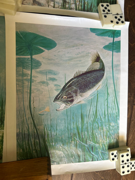 Yakima Bait Co Vintage Fish Prints