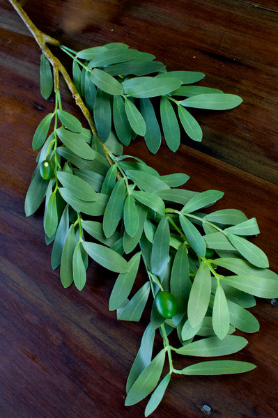 Olive Branch