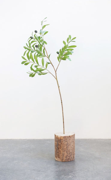 Olive Branch