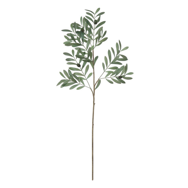 Olive Branch