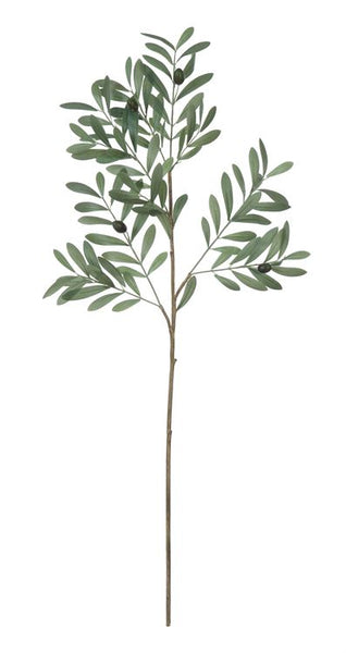 Olive Branch