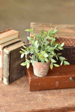 Potted Fair Morning Herb